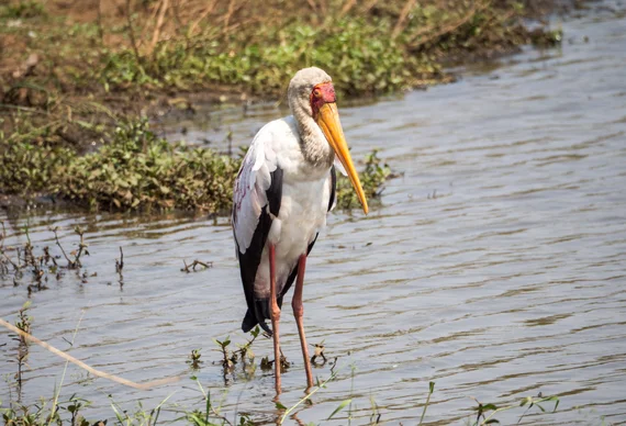 Yellow-billed stork wading through shallow water