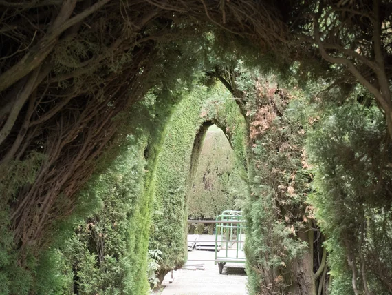 Natural hedge tunnel