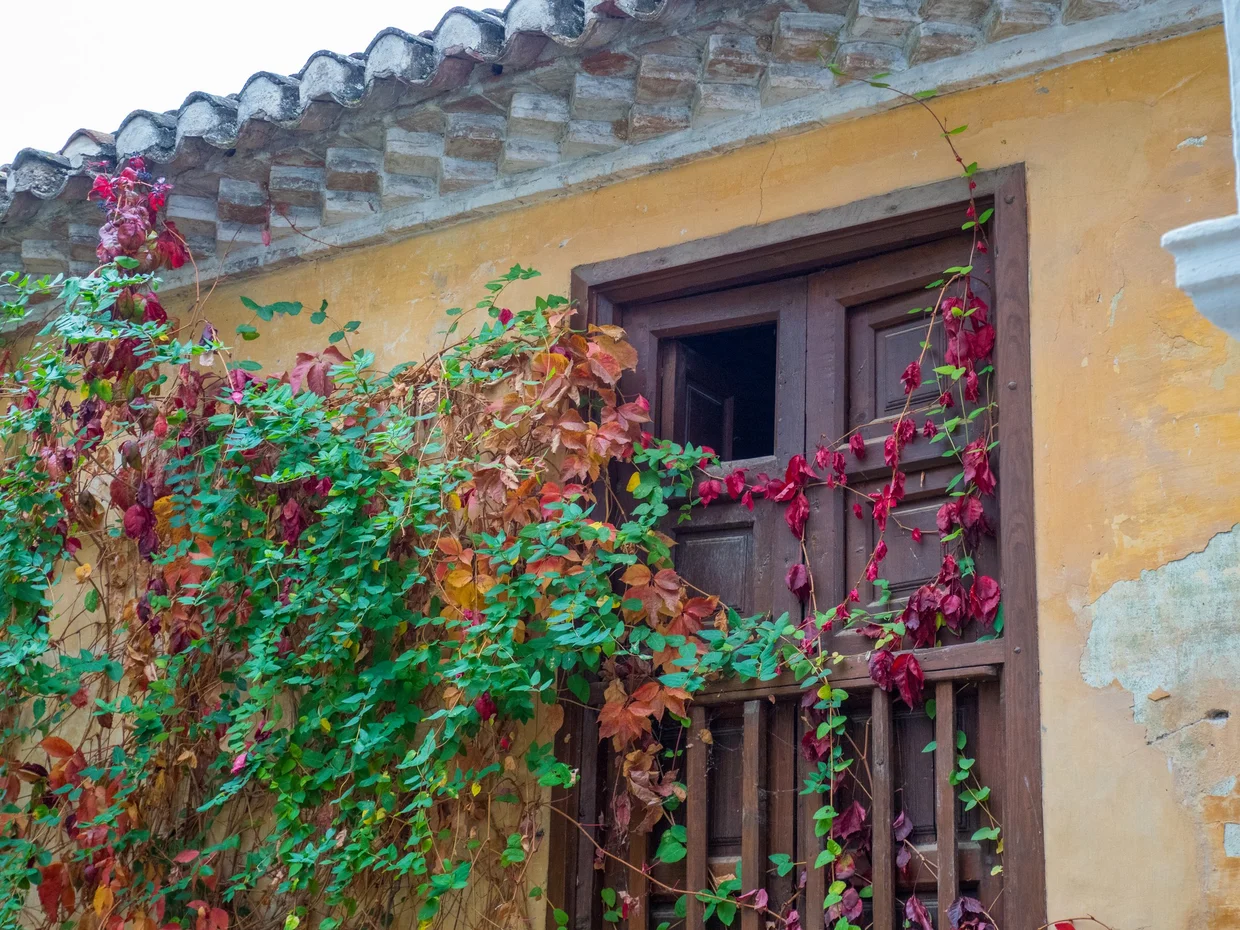 Vine-covered window on a Granada street