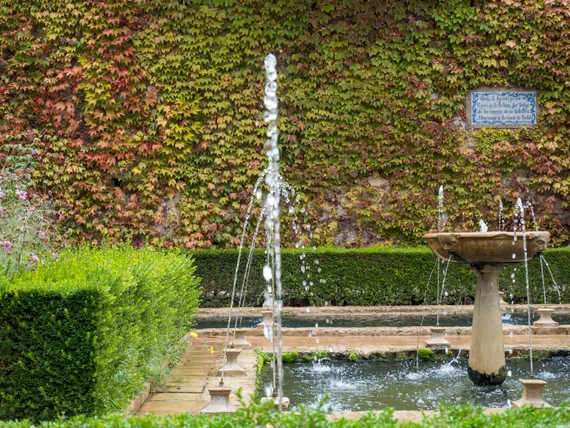 Fountain against an ivy-covered wall