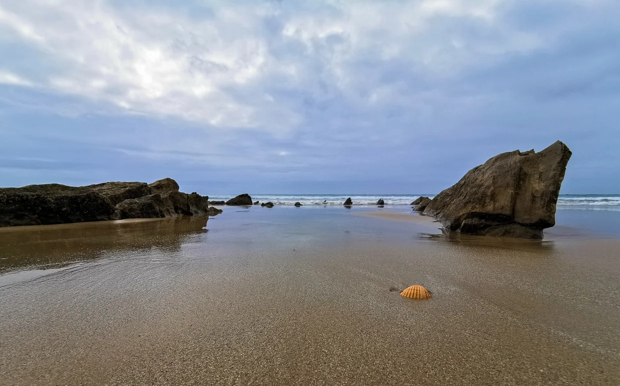 Shell on the beach near Bolonia