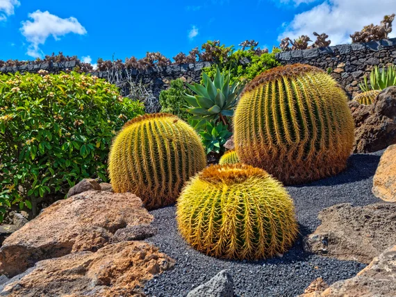 Golden barrel cacti in volcanic rock garden