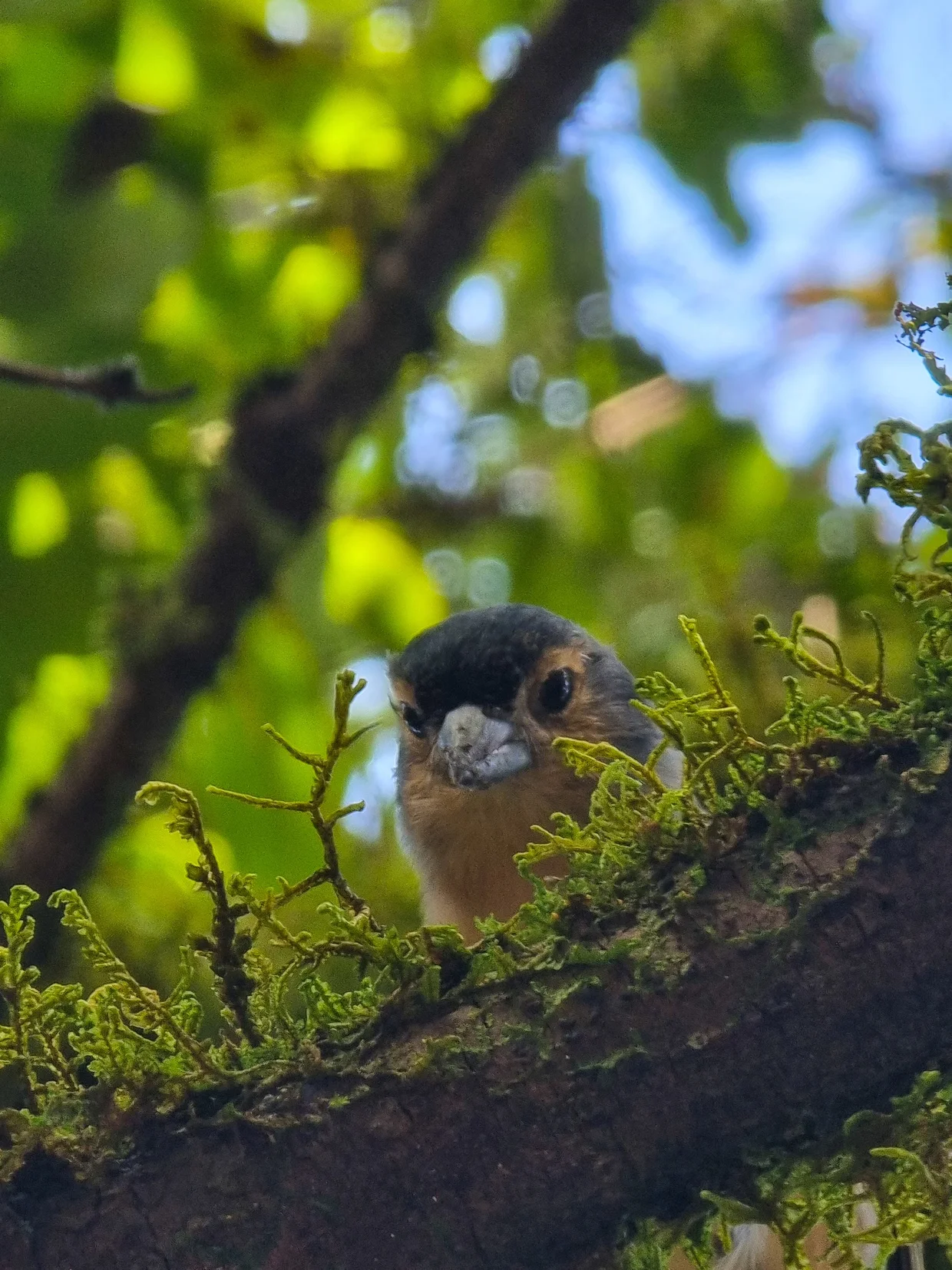 Canary Islands chaffinch perched on a mossy branch in the laurel forest