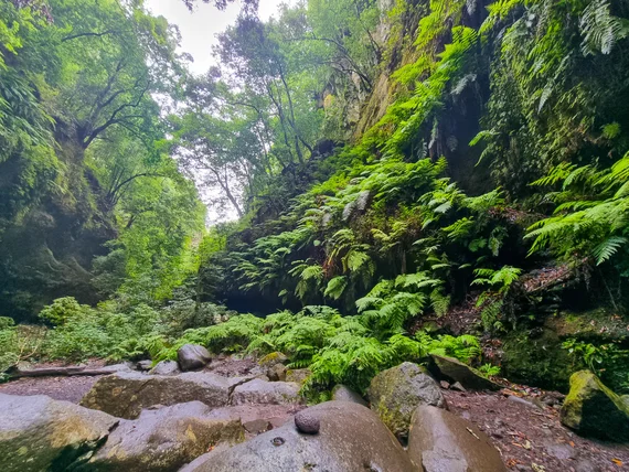 Laurel forest at Los Tilos, La Palma, where everything is green and dripping