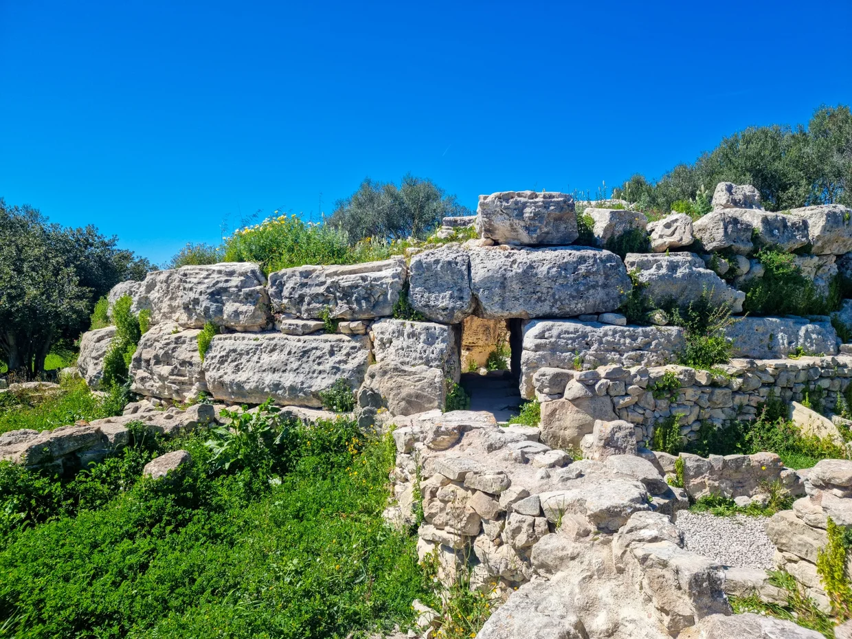 Prehistoric talayotic stone wall with doorway, surrounded by olive trees
