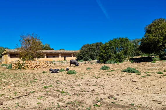 Black Mallorcan pigs grazing near traditional stone farmhouse