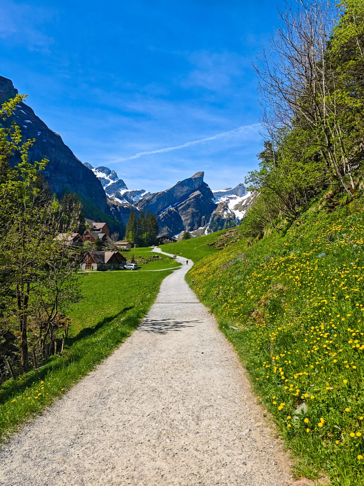 Dandelion-lined path dropping toward Seealpsee farms, snowy peaks ahead