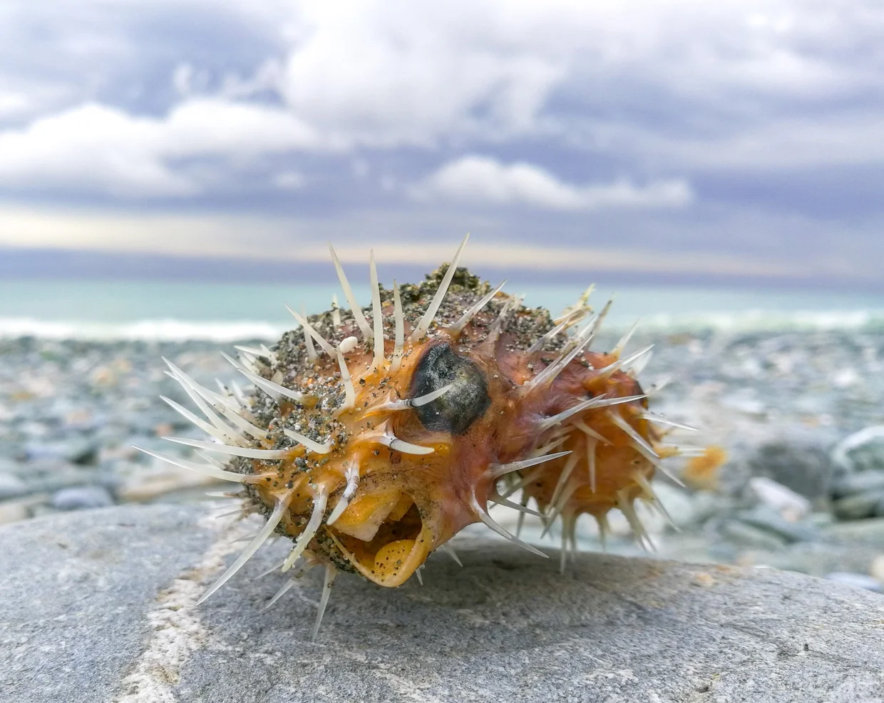 A spiny shell on the pebbles at Dongao