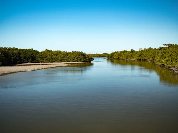 Mangrove waterway