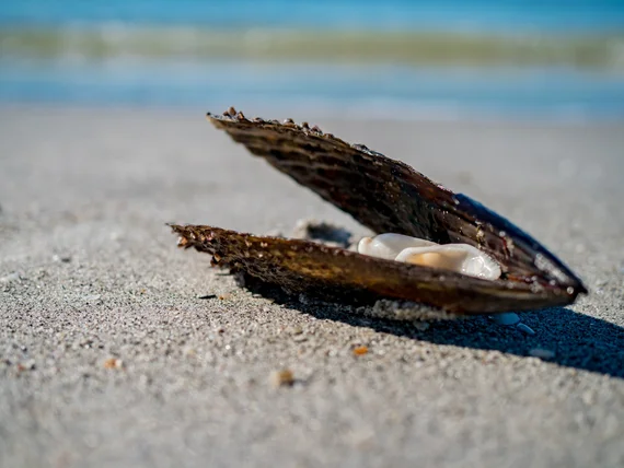 Shell close-up on the sand