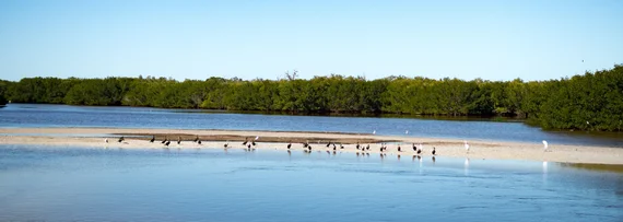 Birds gathered on a sandbar