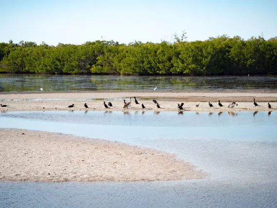 Birds on a sandbar
