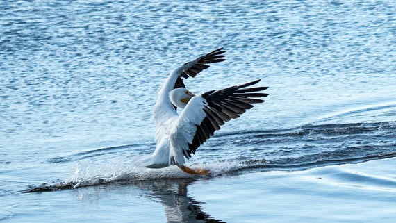 Seabird landing on the water