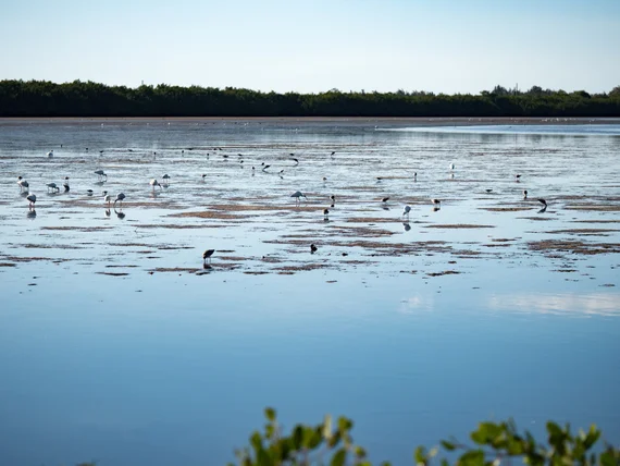 Wading birds in the shallows