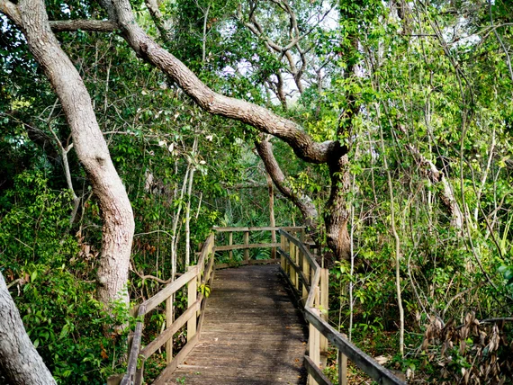 Boardwalk through tropical trees