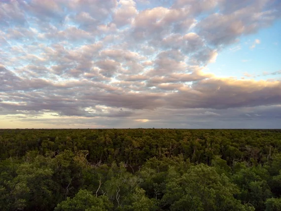 Mangrove canopy at sunset