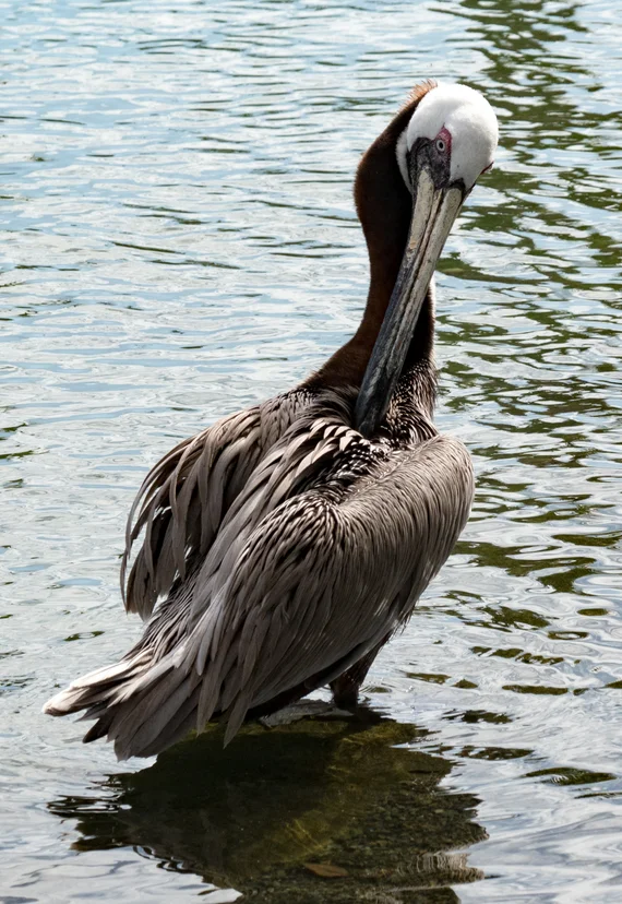 Brown pelican