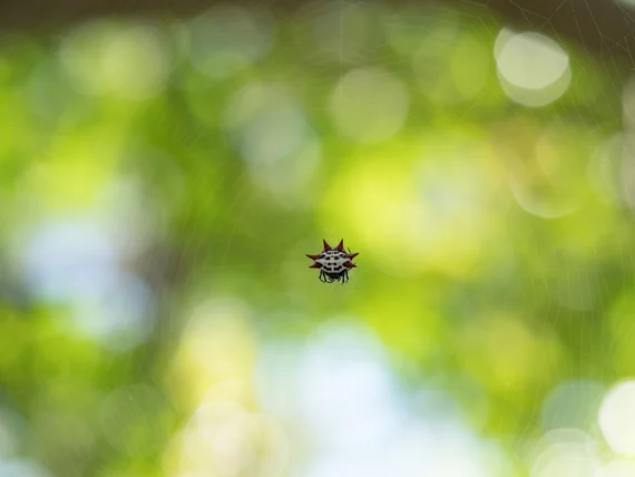 Spiny orb-weaver spider in its web