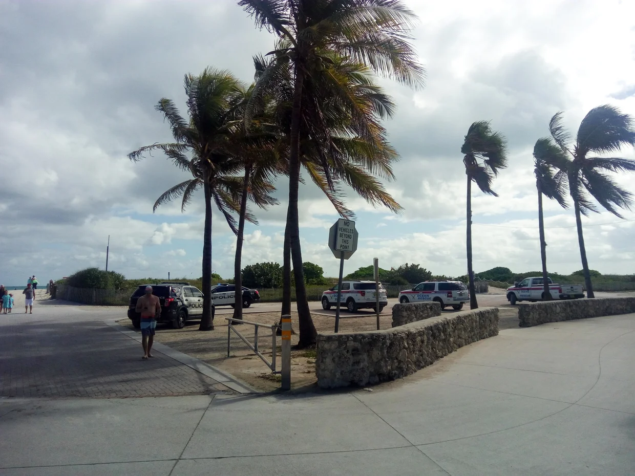 Wind-bent palms near the beach