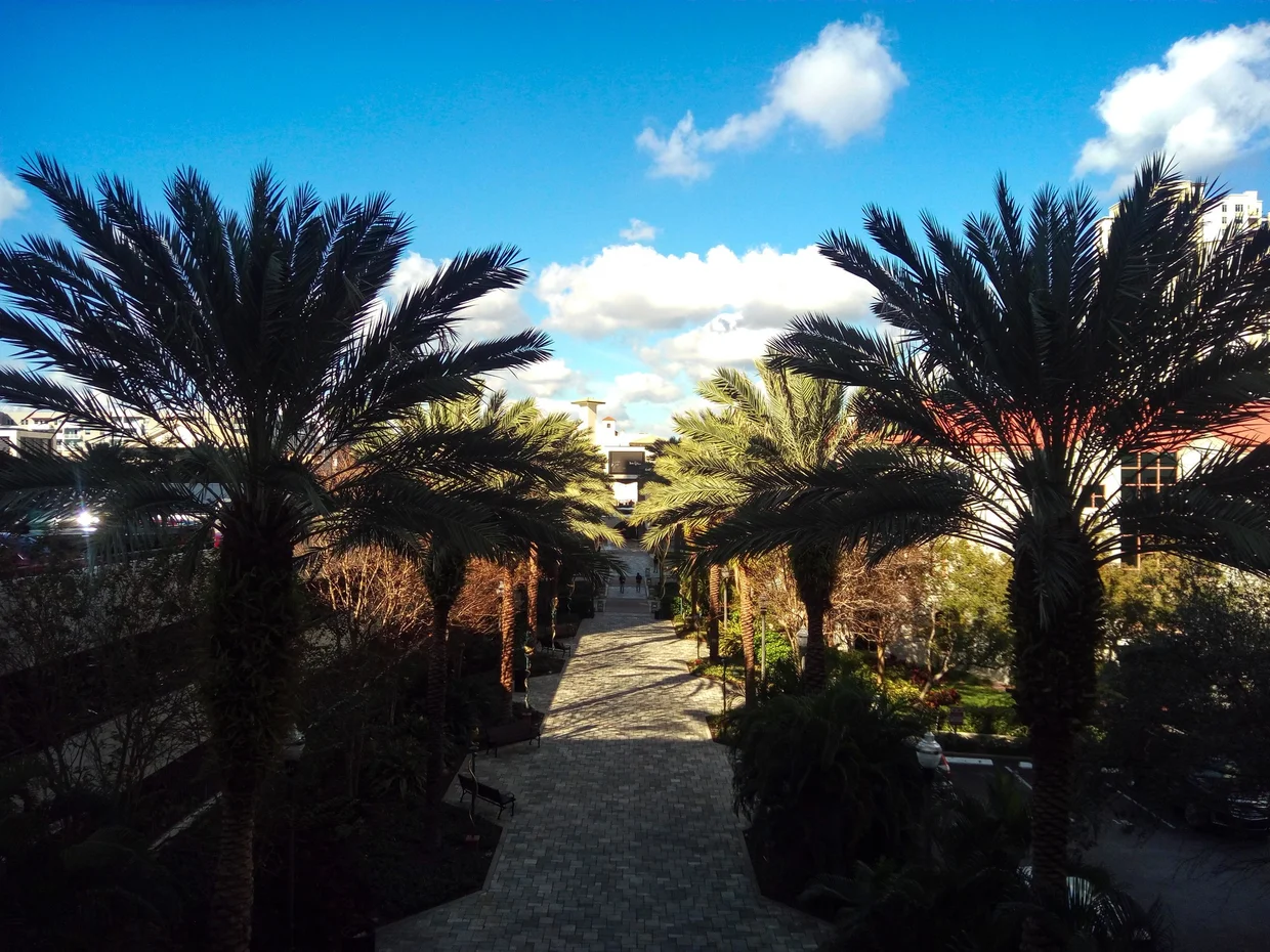 Palm-lined walkway