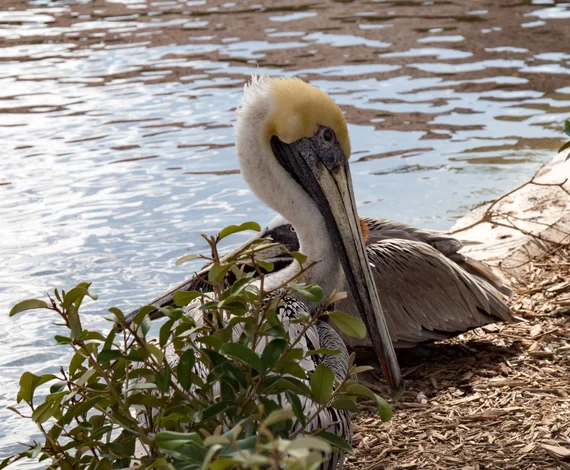 Brown pelican resting by the water