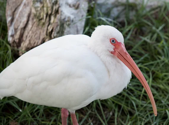 White ibis in the grass