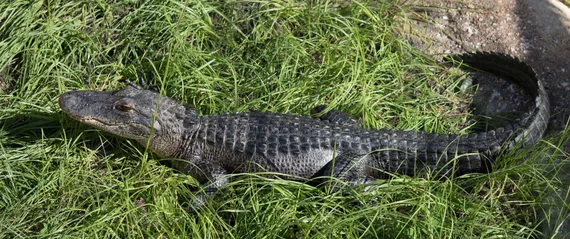 Alligator sunbathing