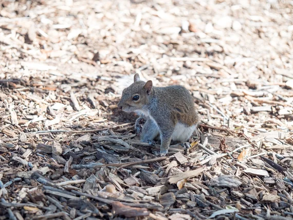 Squirrel foraging