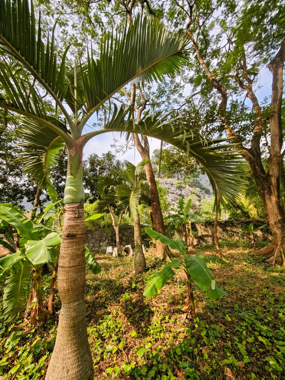 Palm and tropical trees in the Hoa Lu temple gardens