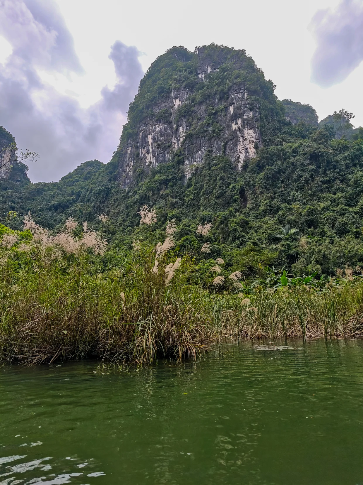 Limestone karst tower with reeds rising from green water